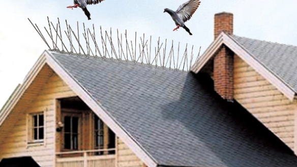 Innovative Bird Control Solution: Stainless Steel Bird Spikes