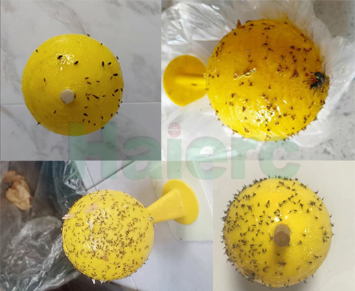 Haierc insect catcher, fruit fly ball, yellow attractant ball, sticky insect ball, fruit fly glue ball