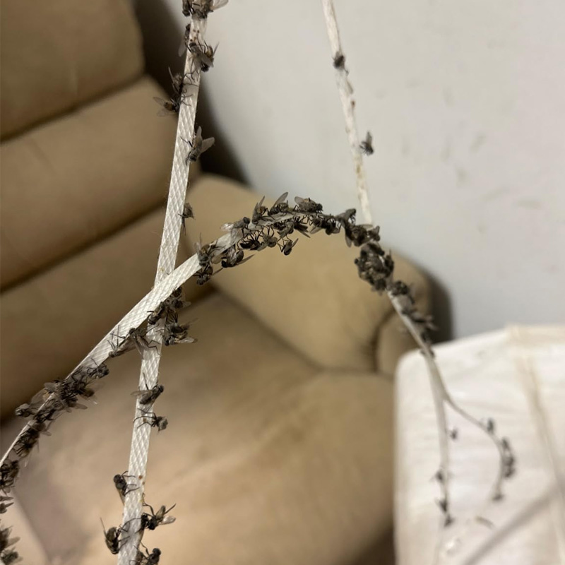 Haierc Insects Fly Trap Sticky Roll with Even & Long-Lasting Adhesion for Greenhouses & Crop Fields Fly Glue Roll